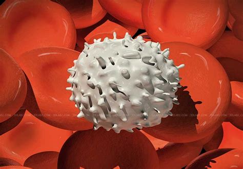 White Blood Cells 3D Illustration