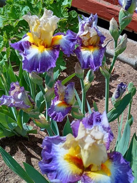 Photo Of The Entire Plant Of Tall Bearded Iris Iris South Point