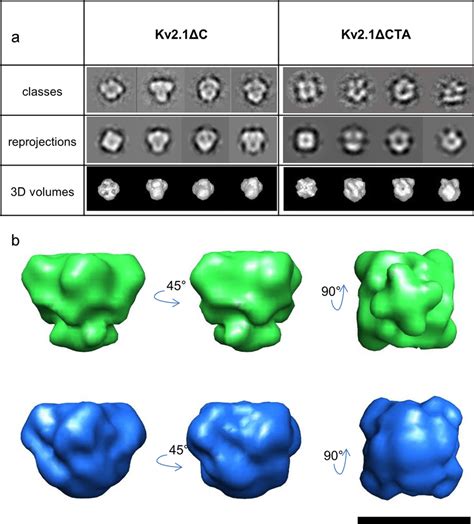 Single Particle Image Analysis And Reconstruction Of The D Structure