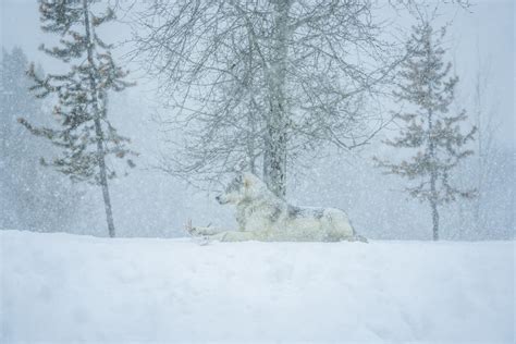 Gray Wolves West Yellowstone Montana Winter Snow Wolfpack Flickr