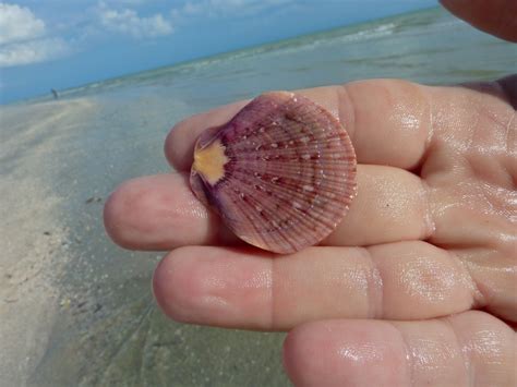 Sand Dollar Heaven I Love Shelling