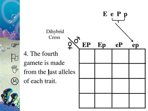 PPT Learning Target More Bikini Bottom Genetics PowerPoint Presentation ID