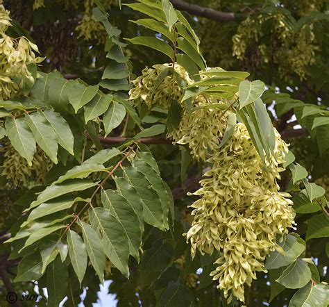 Ailanthus altissima - Изображение особи - Плантариум