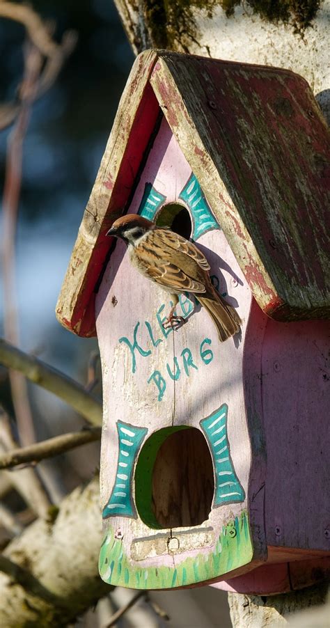 Bird Sparrow Sperling Nesting - Free photo on Pixabay - Pixabay