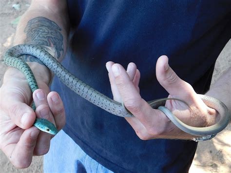 Spotted Bush Snake From Mambwe Zambia On July 16 2017 At 12 25 PM By