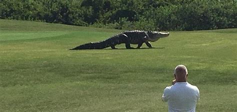 Giant alligator filmed walking on golf course | Unexplained Mysteries