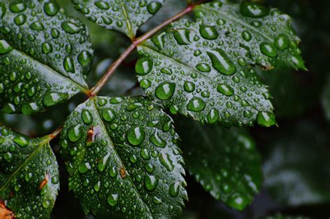 Kostenlose Foto Baum Natur Ast Regen Blatt Blume Frost