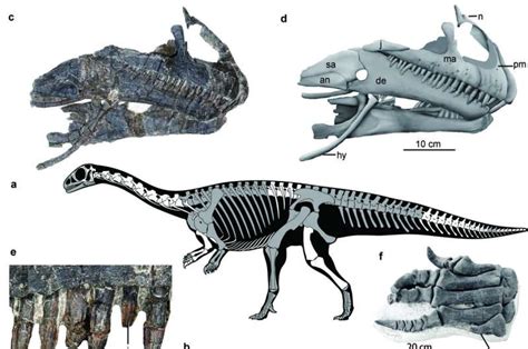 Recent fossil discovery suggests the first dinosaur egg was leathery