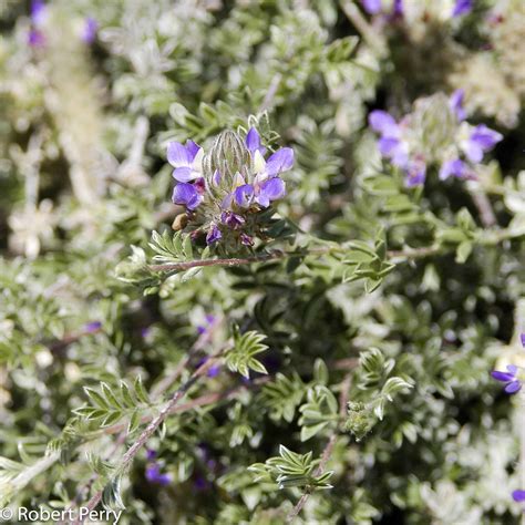 Trailing Indigo Bush Waterwise Garden Planner