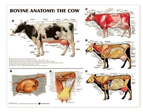 Bovine Anatomy Chart Cow Large Animal Vet Pet Vet Anatomy