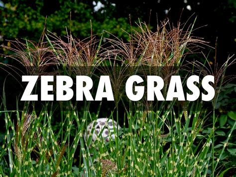 Zebra Grass Used As Edging