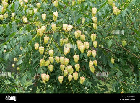 Golden Rain Tree Koelreuteria Paniculata Var Apiculata Stock Photo