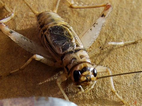 Indian House Cricket Gryllodes Supplicans Also Known As Flickr