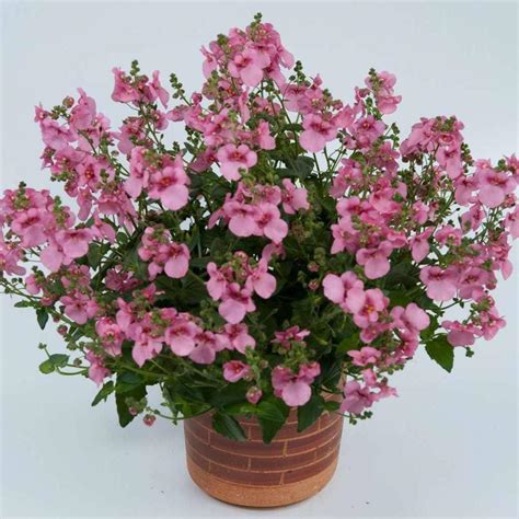 Диасция фиолетовая от производителя. Diascia Genta Pink купить оптом и ...