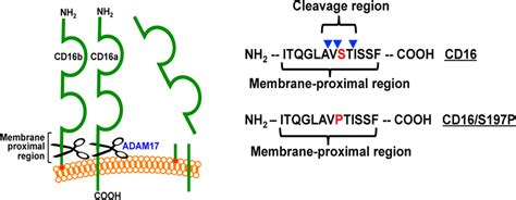 Schematic Illustration Of Cd Ectodomain Shedding The Cleavage