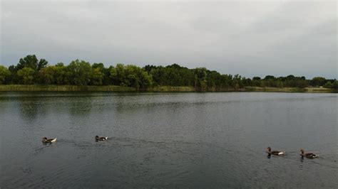 duck lake stock  images  backgrounds