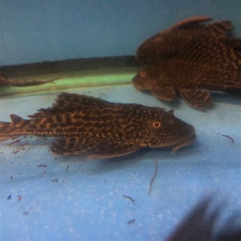 plecostomous - live freshwater fish