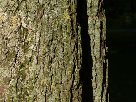 Free Images Nature Forest Branch Sunlight Leaf Flower Trunk