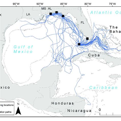 Migration details for loggerhead sea turtles (Caretta caretta) tracked ...