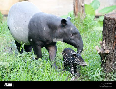 The Newborn Tapir Tapirus Indicus Runs In Front Of Its Mother Laila In Their Enclosure At