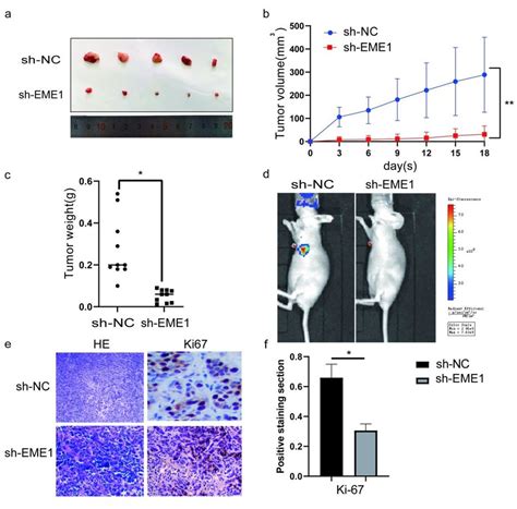 Eme1 Regulates Akt Gsk3b Ccnd1 Pathway Download Scientific Diagram