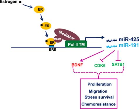 Essential Role Of Med In The Transcriptional Regulation Of Er