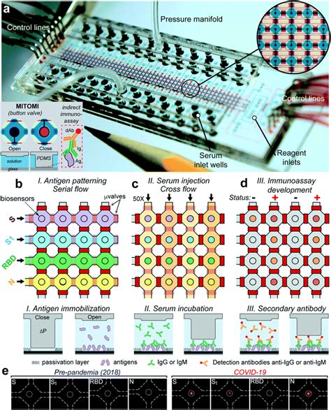 A High Throughput Multiplexed Microfluidic Device For COVID 19 Serology