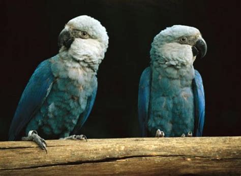 The Return of the Extinct Little Blue Macaw | BirdNote