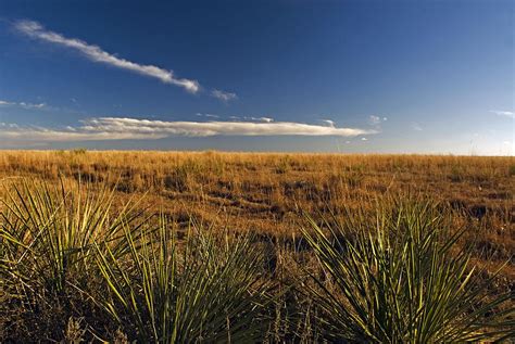 Yucca Plants On Texas High Plains Photograph by James Steinberg - Pixels