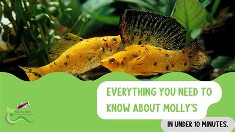 Everything You Need To Know About Molly Fish In Under Minutes