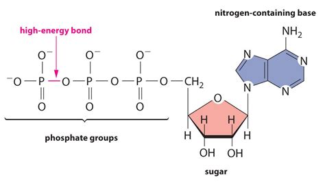 Atp Diagram