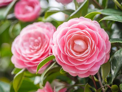 6 Little-Known Camellia Facts Explain Why This Shrub Is So Popular