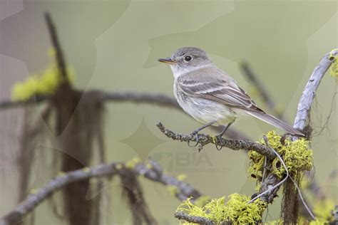 American Grey Flycatcher Bia Birdimagency