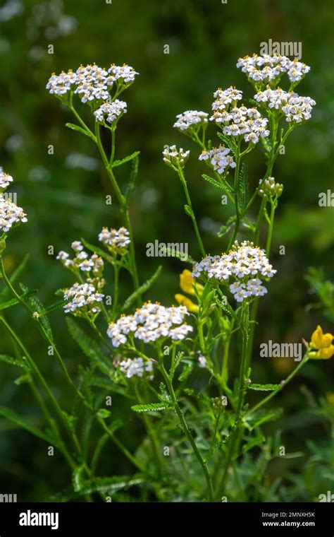 Achillea Millefolium Comúnmente Conocida Como Yarrow O Yarrow Común Es Una Planta Con Flores