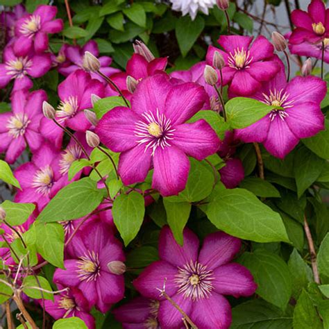 Hybrid Clematis Collection Yougarden