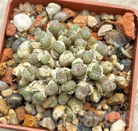 Shpr Conophytum Obcordellum Ssp Roltii Cr