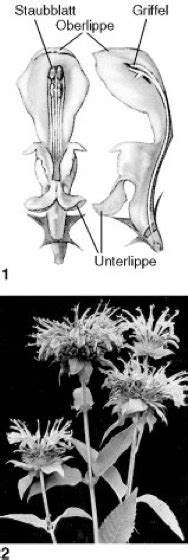 Lippenblütler - Lexikon der Biologie