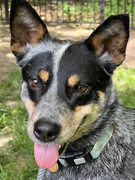 Dog for Adoption - Abby, a Australian Cattle Dog/Blue Heeler in Central