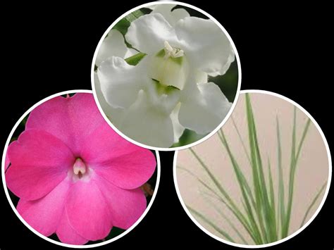 Mid Season Round Combo Angelonia White SunPatiens Hot Pink J P Bartlett S Wholesale