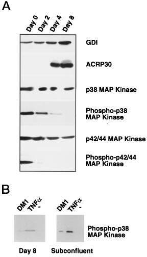 Map Kinase Activity In 3t3 L1 Fibroblasts And Adipocytes A P38 And