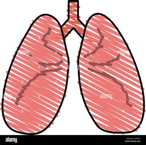 Lungs Vector Illustration Stock Vector Image And Art Alamy