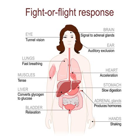 The Connection Between Stress And Your Hormones Capital Womens Care Of