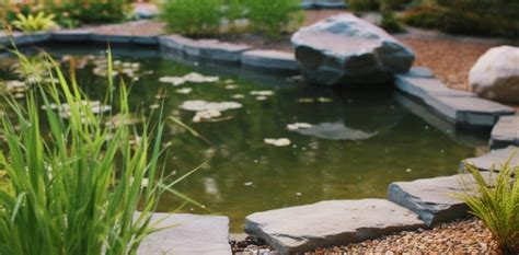 Créez une oasis de biodiversité comment aménager une mare dans votre