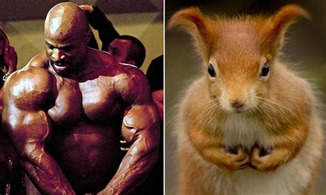 Muscular Squirrel