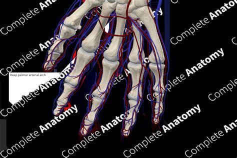 Deep Palmar Arch | Complete Anatomy