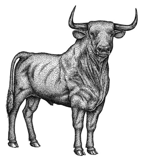 Black and White Engrave Isolated Bull Illustration Stock Illustration ...