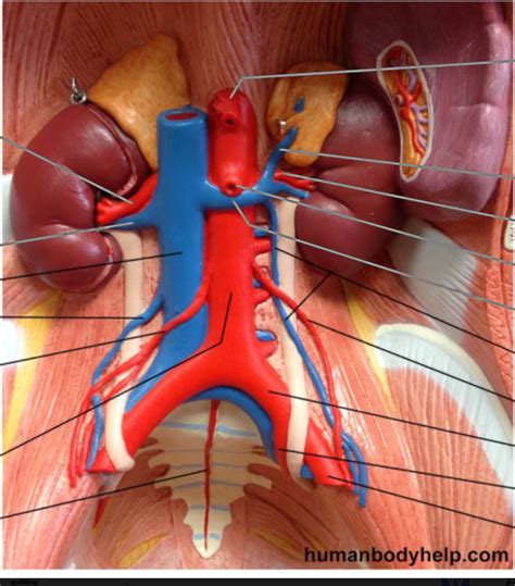 Lower Torso Blood Vessels Diagram Quizlet