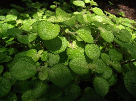 Pilea nummulariifolia (Creeping Charlie, Creeping Pilea, Swedish Ivy ...