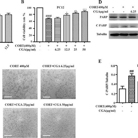 Cga Protected Against Cort Induced Neurotoxicity In Pc12 Cells A Pc12