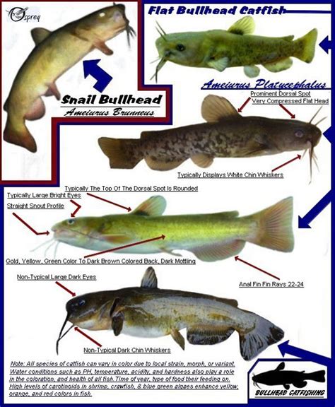 Catfish Chart Labb By Ag